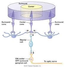 neuroscience - What explains the characteristics of the receptive ...