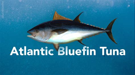 Atlantic Bluefin Tuna Facts Habitat, Diet, Conservation & More ...