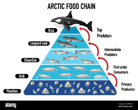 Food Chain Pyramid Template