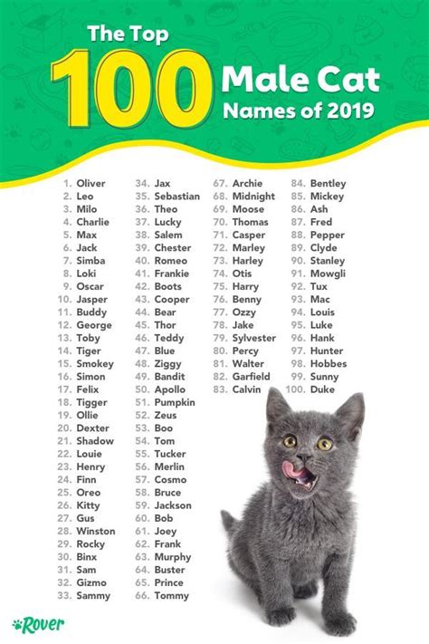 The Most Popular Cat Names in the USA | Cute pet names, Unique cat ...