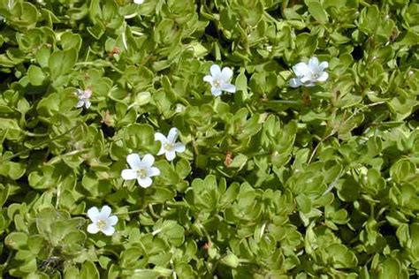 Bacopa Monnieri Nootropic Benefits - Boost memory and Mental Cognition