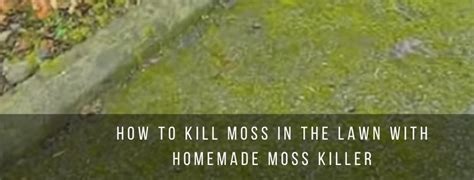 How to Kill Moss in the Lawn with Homemade Moss Killer