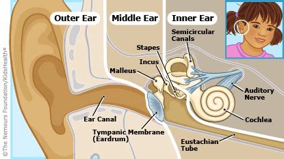 Ear Infections and Fluid in the Middle Ear Can Cause Speech Delays: Minimize Hearing Issues and ...