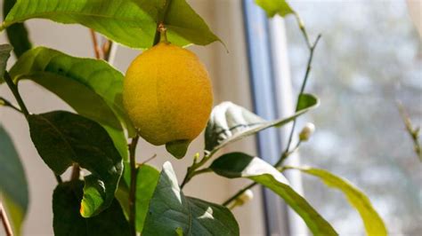 How to Grow a Lemon Tree Indoors | Lifehacker