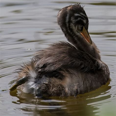 Bird watching/ birding in Thailand - Little Grebe