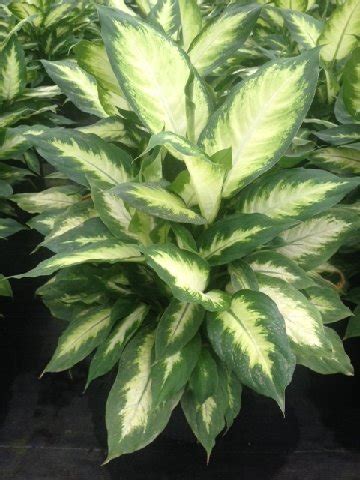 Dieffenbachia Camille - Metropolitan Wholesale | Metropolitan Wholesale