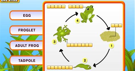 amphibian life cycle diagram | frog life cycle in this lesson we learn the stages of a frog life ...