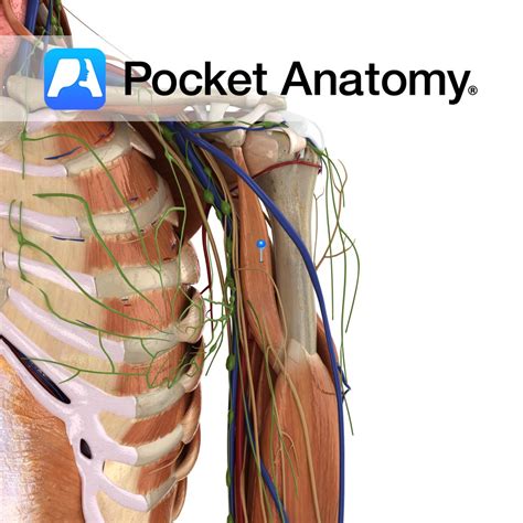 Coracobrachialis - Pocket Anatomy