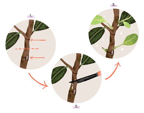 Branching Out: How to Shape Your Houseplants Rooting Hormone, Growing Media, Fiddle Leaf Fig ...