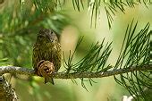 Free picture: red, crossbill, bird, loxia curvirostra