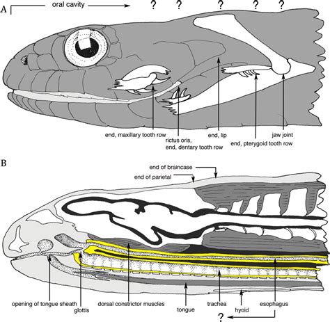 Snake Mouth Anatomy