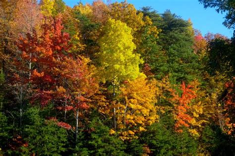 JOYFUL REFLECTIONS: Fall Colors on the Cherohala Skyway - Part III