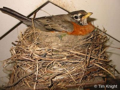 American Robin Nests and Eggs - NatureMapping