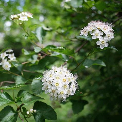 Ninebark - Food Forest Nursery