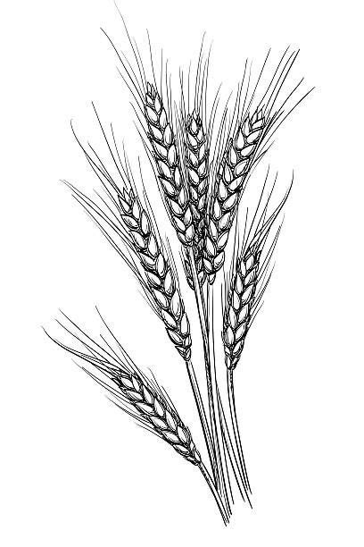 Pinterest | Wheat tattoo, Wheat drawing, Hand drawn vector illustrations