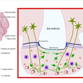 | Location, structure and cell types of the murine median eminence... | Download Scientific Diagram