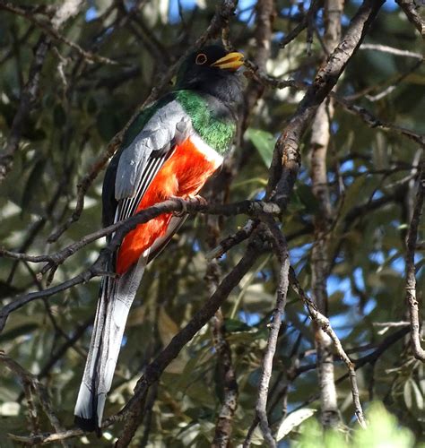 Dazzlers in Madera Canyon – Birding in the San Jacinto Mountains