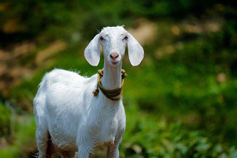 Goat Selective Focus Photography Of White Goat Mammal Image Free Photo