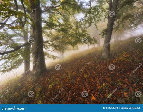 Foggy Forest. Autumn Sunrise in the Fairy Forest Stock Photo - Image of ...