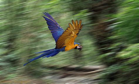 Blue and Yellow Macaw in flight photo WP05171