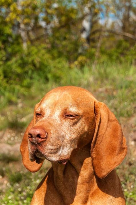 Magyar Vizsla hunting dog stock photo. Image of animal - 35055766