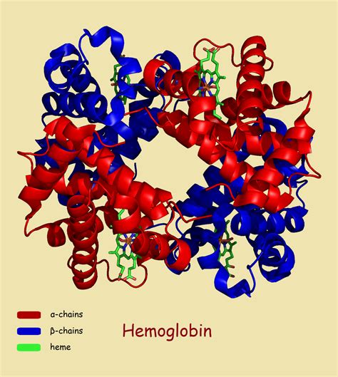 Hemoglobin Anatomy