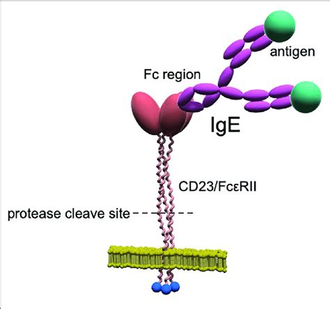 | CD23/FcεRII structure. CD23 is a type II membrane protein with an... | Download Scientific Diagram