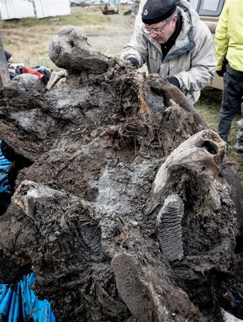 28,000-year-old flesh brings mammoth cloning closer