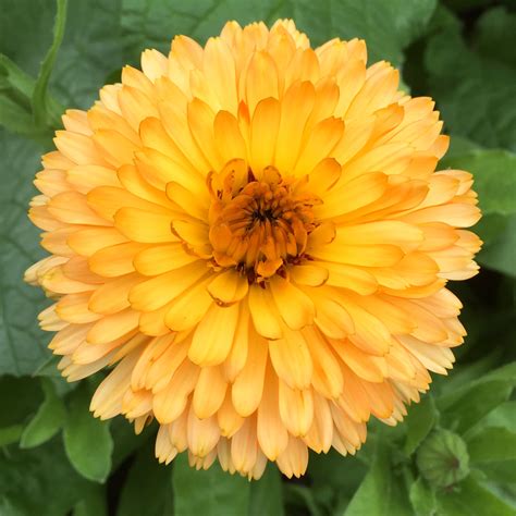 Calendula | Our Edible Flowers | The Flower Deli