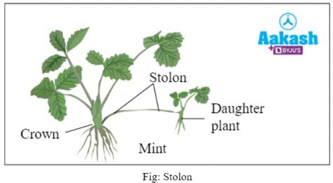 Vegetative Propagation: Definition, Advantages & Examples | AESL