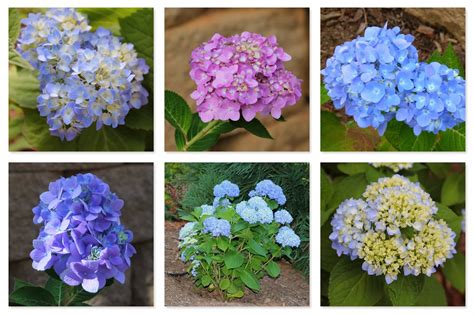 Cheryl's 2 Cents' Worth: Chart of 27 Types of Hydrangeas That I Grow in My Upstate South ...