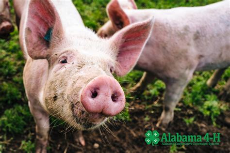 Pig Squeal - Alabama Cooperative Extension System