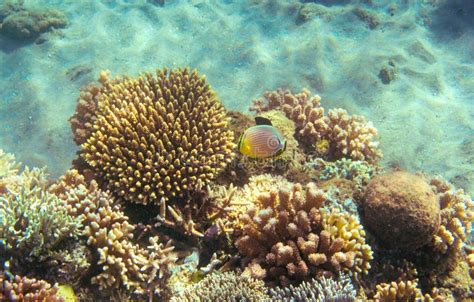 Butterflyfish in Coral Reef. Tropical Seashore Inhabitants Underwater Photo Stock Image - Image ...