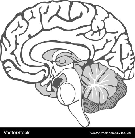 Brain Diagram Unlabeled For Kids