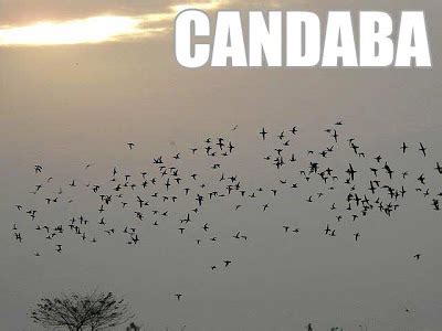 Pampanga: Birdwatching at the Candaba Bird Sanctuary | Ivan About Town