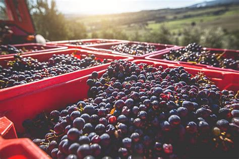 33,700+ Picking Grapes Italy Stock Photos, Pictures & Royalty-Free Images - iStock