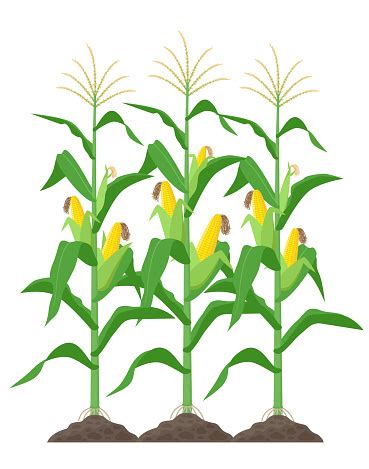 Corn Stalks Isolated On White Background Green Corn Plants On The Field ...