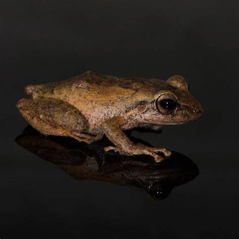 🇵🇷Coquí común Eleutherodactylus coqui🇵🇷 | Enchanted island, Animals, Sepia