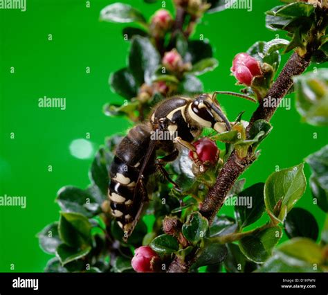 BALD-FACED HORNET (QUEEN) (VESPULA MACULATA) ADULT QUEEN ON FLOWER PEST ...