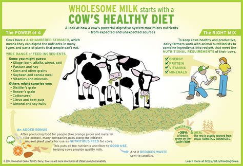 Wholesome milk starts with a cow’s diet. Check out what your dairy cow ...