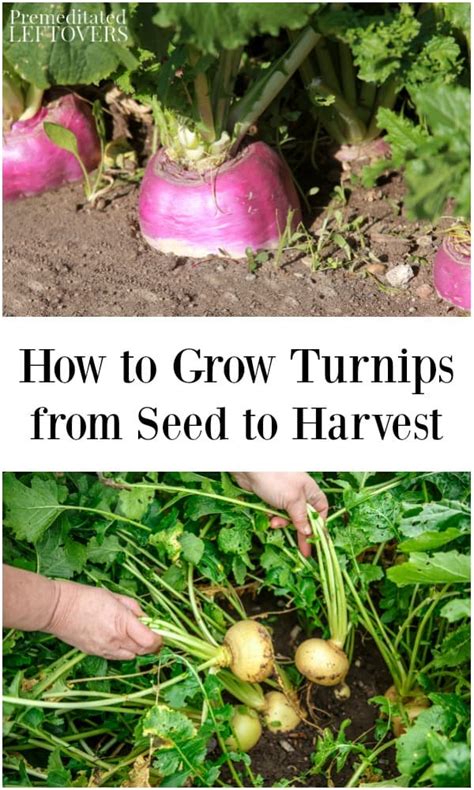 How to Grow Turnips in Your Garden - Tips from Seed to Harvest