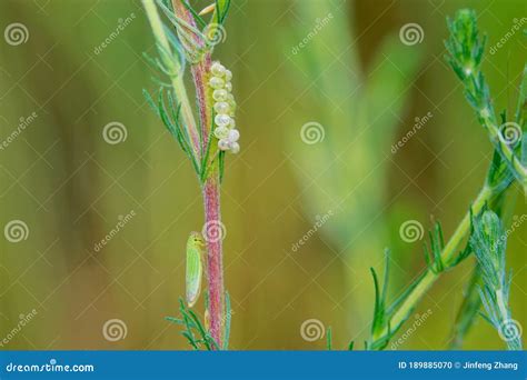 Green Leafhopper and Insect Eggs Stock Photo - Image of reed, close: 189885070