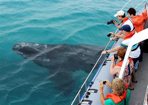 Whale watching season in Hermanus - Hermanus Whales - Xplorio™