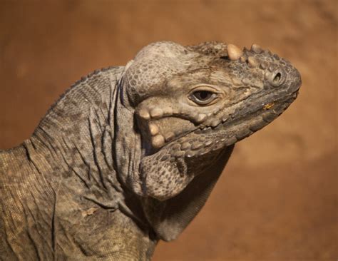 Rhinoceros Iguana Head | ClipPix ETC: Educational Photos for Students and Teachers