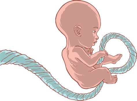 Fully Grown Baby Umbilical Cord Attached Stock Illustration - Download Image Now - iStock