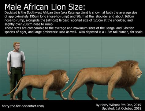 Male Lion Size by Harry-the-Fox on DeviantArt