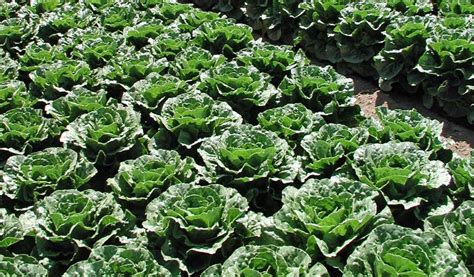 Scientists identify romaine lettuce varieties that last longer ...