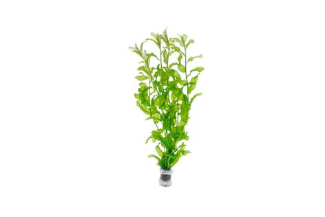 Potamogeton Crispus | Live Aquarium Plants - Buce Plant