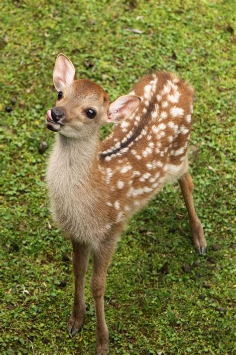 NARAWALK GUIDE's JOURNAL: New Born Baby Deer | Animal faces, Cute animals, Baby animals