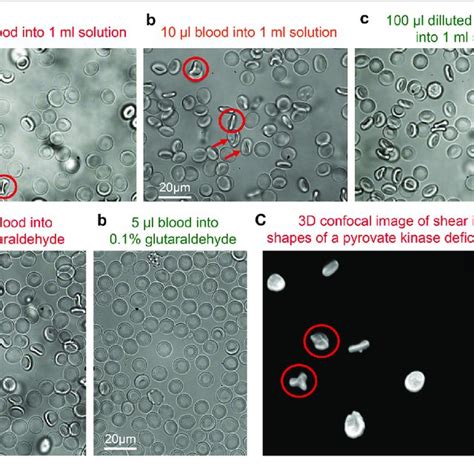 | Fluorescence induced by glutaraldehyde fixation. (A) Normalized ...